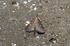 Dolicharthria punctalis