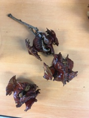 Andricus dentimitratus