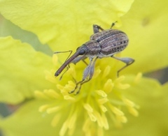 Meriphus