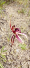 Caladenia strigosa