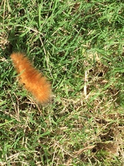 Spilosomina
