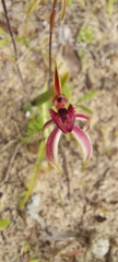Caladenia strigosa