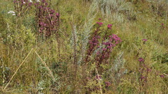 Hylotelephium telephium