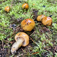 Tricholoma aurantium