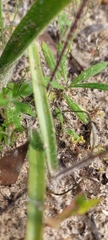 Caladenia strigosa