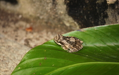 Chiromantis petersii