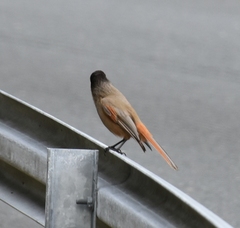 Perisoreus infaustus