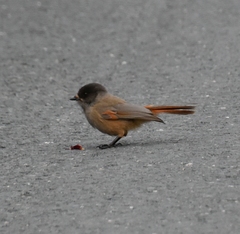 Perisoreus infaustus