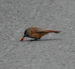 Perisoreus infaustus