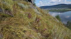 Hylotelephium telephium