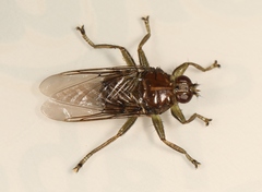 Ornithomya avicularia