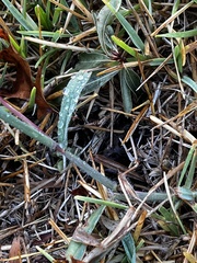 Schoenoplectus pungens