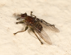 Ornithomya avicularia