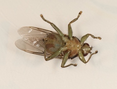 Ornithomya avicularia