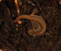 Lissotriton