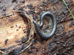 Tachypodoiulus niger