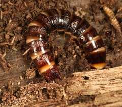 Stenagostus rhombeus