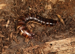 Stenagostus rhombeus