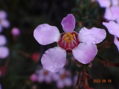 Euryomyrtus ramosissima ramosissima