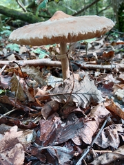 Macrolepiota mastoidea