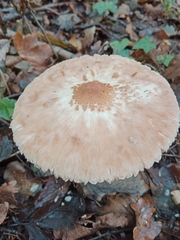 Macrolepiota mastoidea