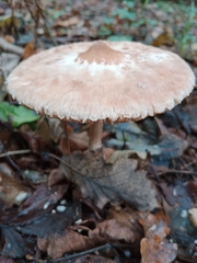 Macrolepiota mastoidea