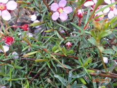 Euryomyrtus ramosissima ramosissima