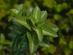 Gomphocarpus cancellatus