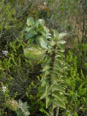 Gomphocarpus cancellatus