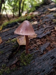 Mycena pura