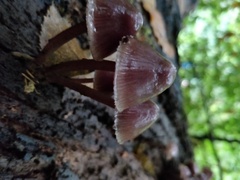 Mycena pura