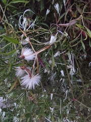 Clematis