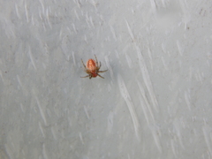 Araniella displicata