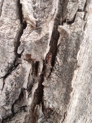 Camponotus nylanderi