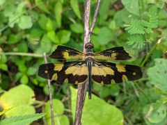 Rhyothemis variegata