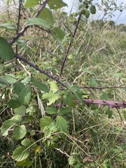 Rubus ulmifolius