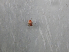Araniella displicata
