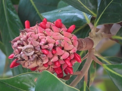 Magnolia grandiflora