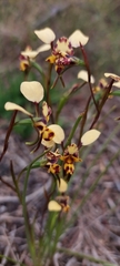Diuris calcicola