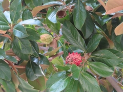 Magnolia grandiflora