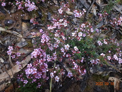 Euryomyrtus ramosissima ramosissima