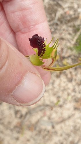 Image of Caladenia verrucosa by (c) Rosalie Lawrence, some rights reserved (CC BY)