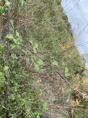Rubus ulmifolius