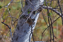 Emberiza godlewskii