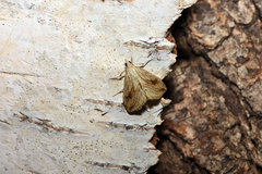 Evergestis forficalis