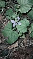 Viola reichenbachiana