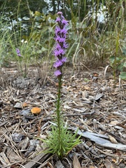 Liatris pilosa