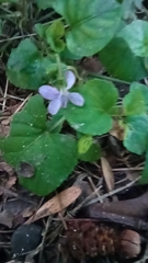 Viola reichenbachiana