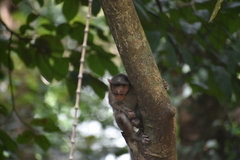 Macaca radiata
