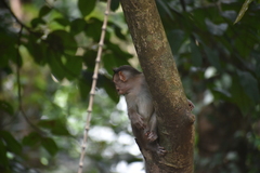 Macaca radiata